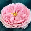 Cortadores tappit flor rosa inglesa (3) - FMM