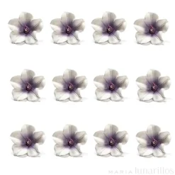 Flores Azaleas blancas y violetas de azúcar 5 cm (12) - Decora