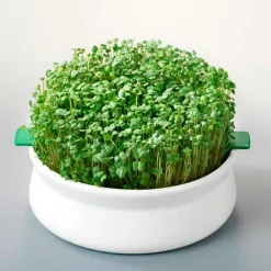 Plato con tapa para germinar semillas - Cerámica - Germline