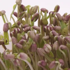 Semillas de judía mungo para germinar ecológicas 120 gr - Sonnentor