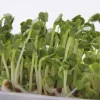 Semillas de rábano para germinar ecológicas 120 gr - Sonnentor