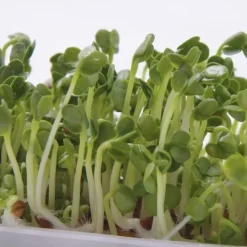 Semillas de rábano para germinar ecológicas 120 gr - Sonnentor